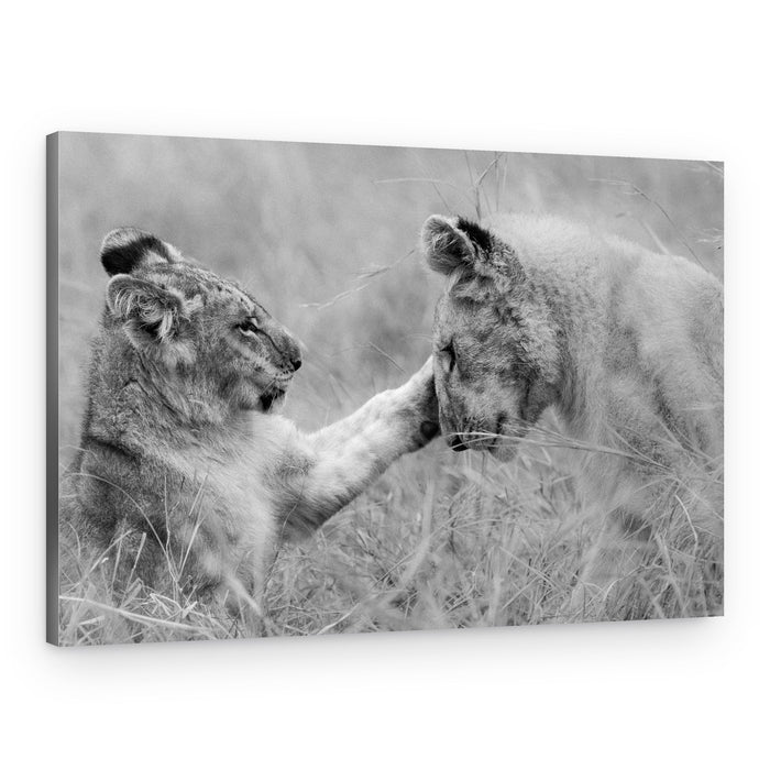 Playful Lion Cubs – Canvas Print