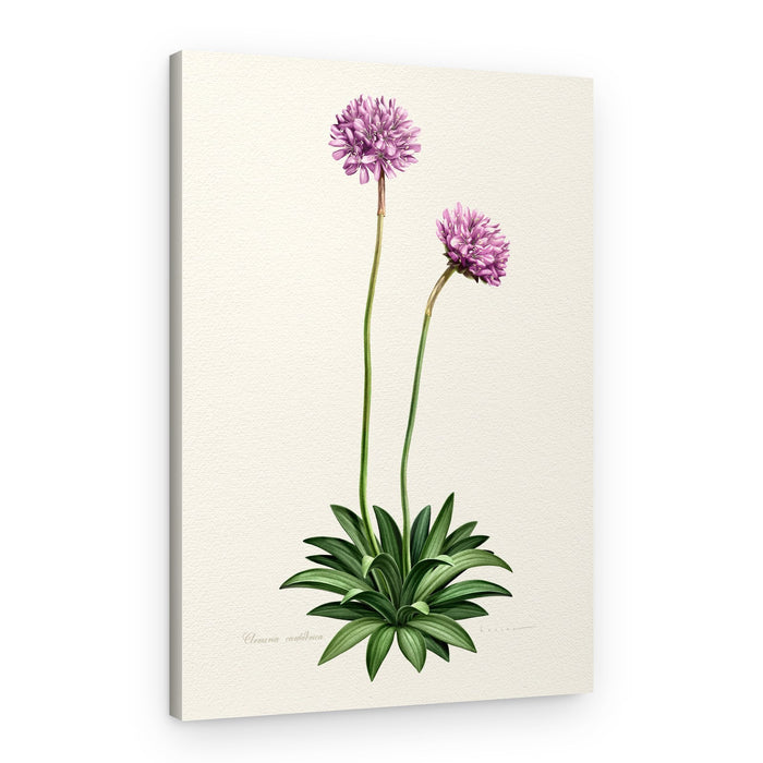 Purple Botanical Bloom – Canvas Print