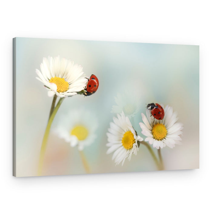 Red Ladybugs on Daisies – Canvas Print