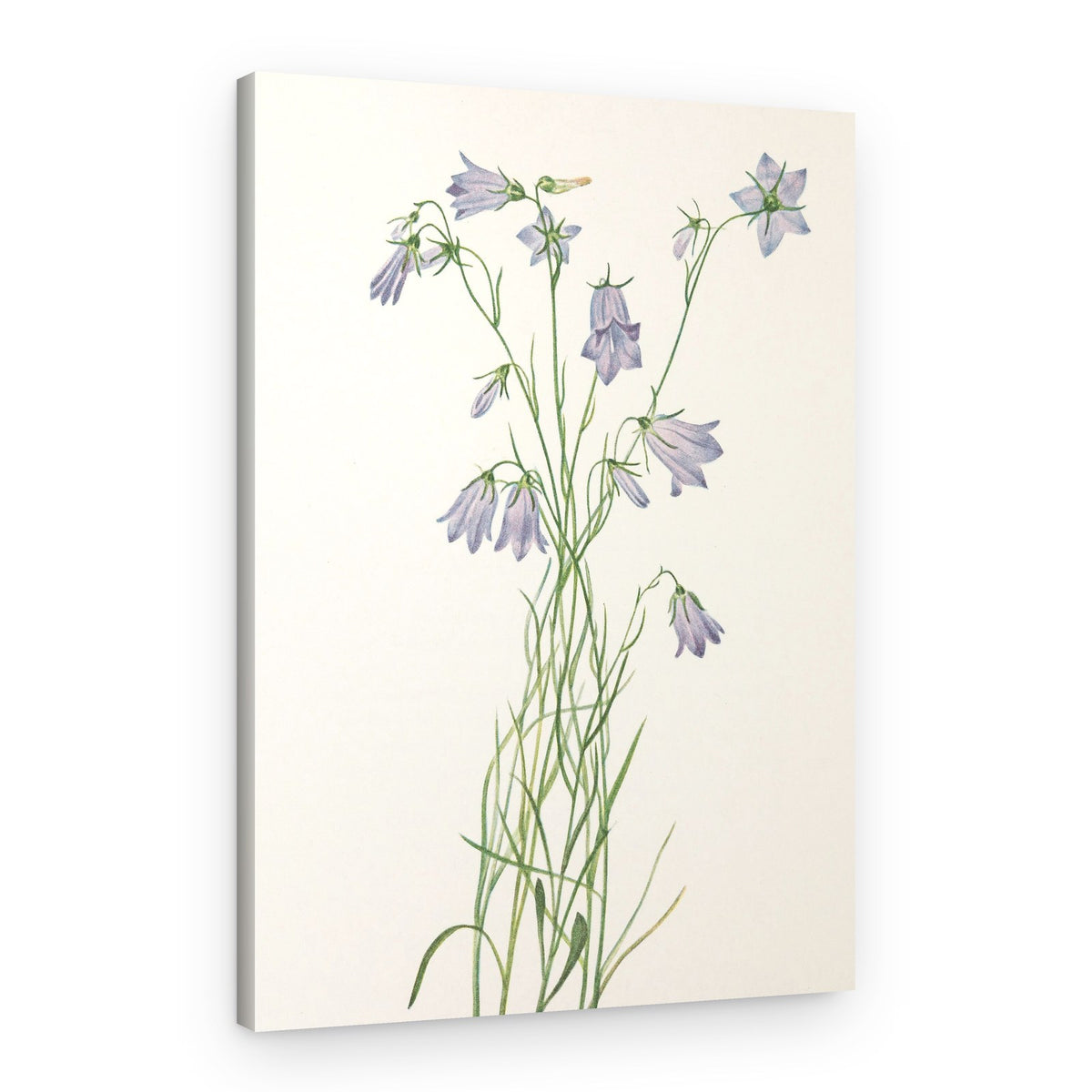 Harebell From North American Wildflowers (1925) By Mary Vaux Walcott – Canvas Print
