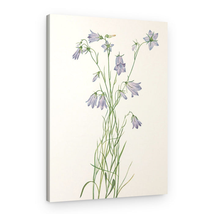 Harebell From North American Wildflowers (1925) By Mary Vaux Walcott – Canvas Print