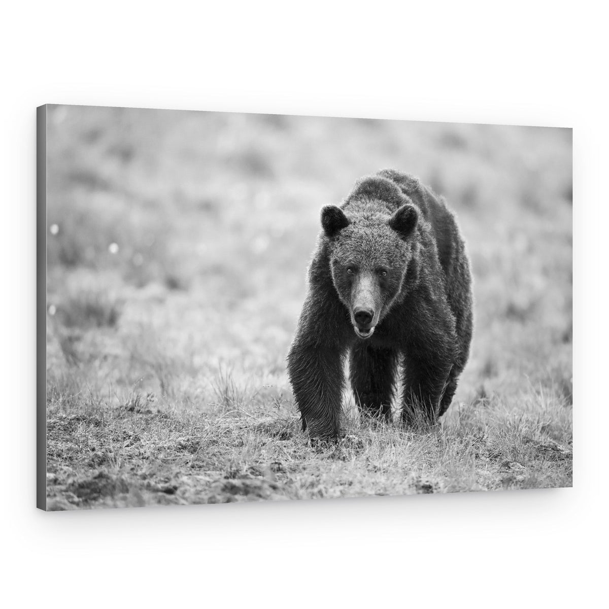 Powerful Bear Approach – Canvas Print