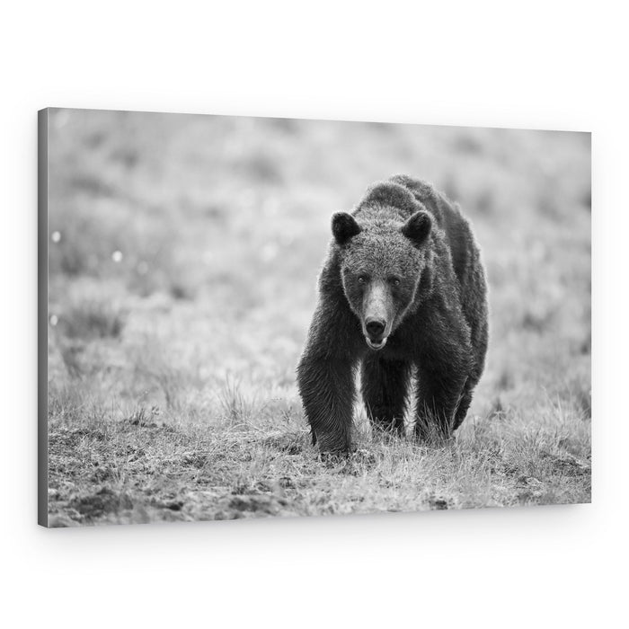 Powerful Bear Approach – Canvas Print
