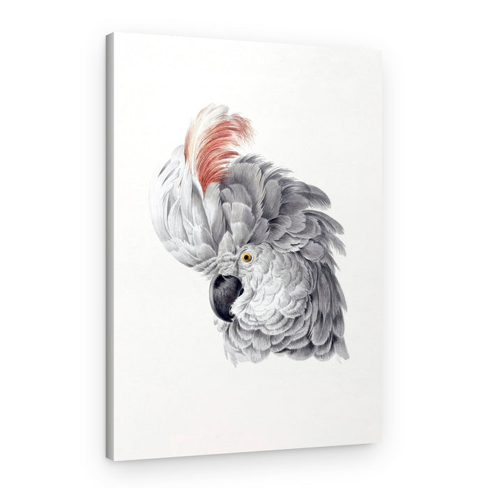 Cockatoo Head – Canvas Print