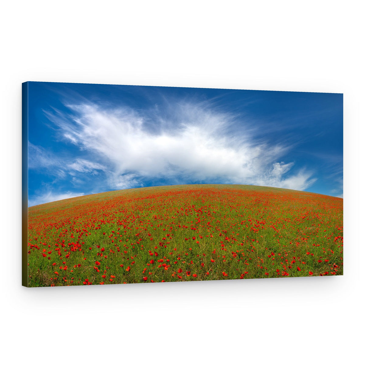 Rolling Poppy Hill – Canvas Print