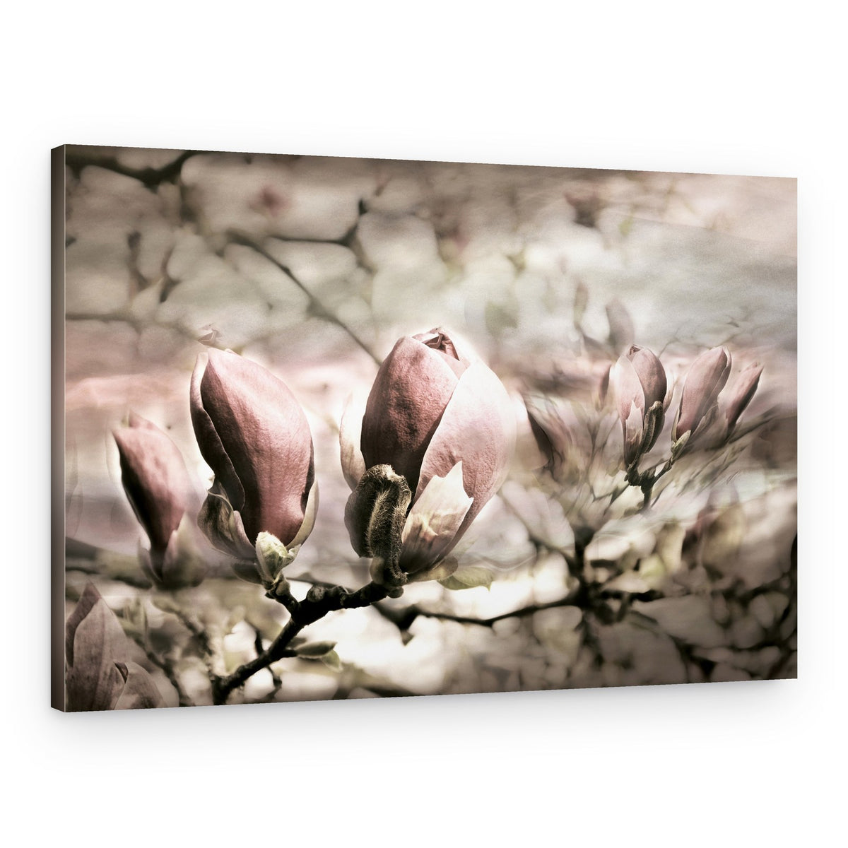 Soft Magnolia Buds – Canvas Print