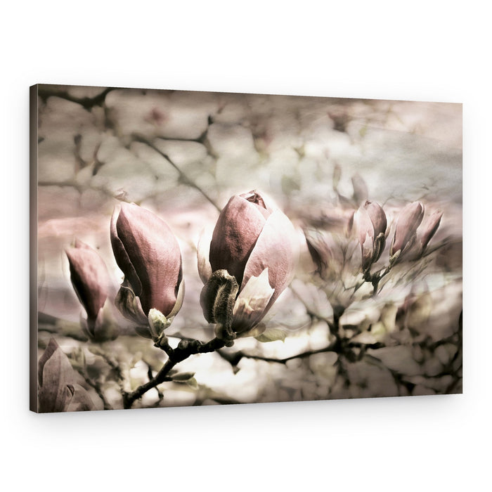 Soft Magnolia Buds – Canvas Print