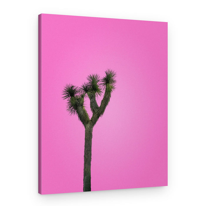 Joshua Tree with Pink Sky – Canvas Print
