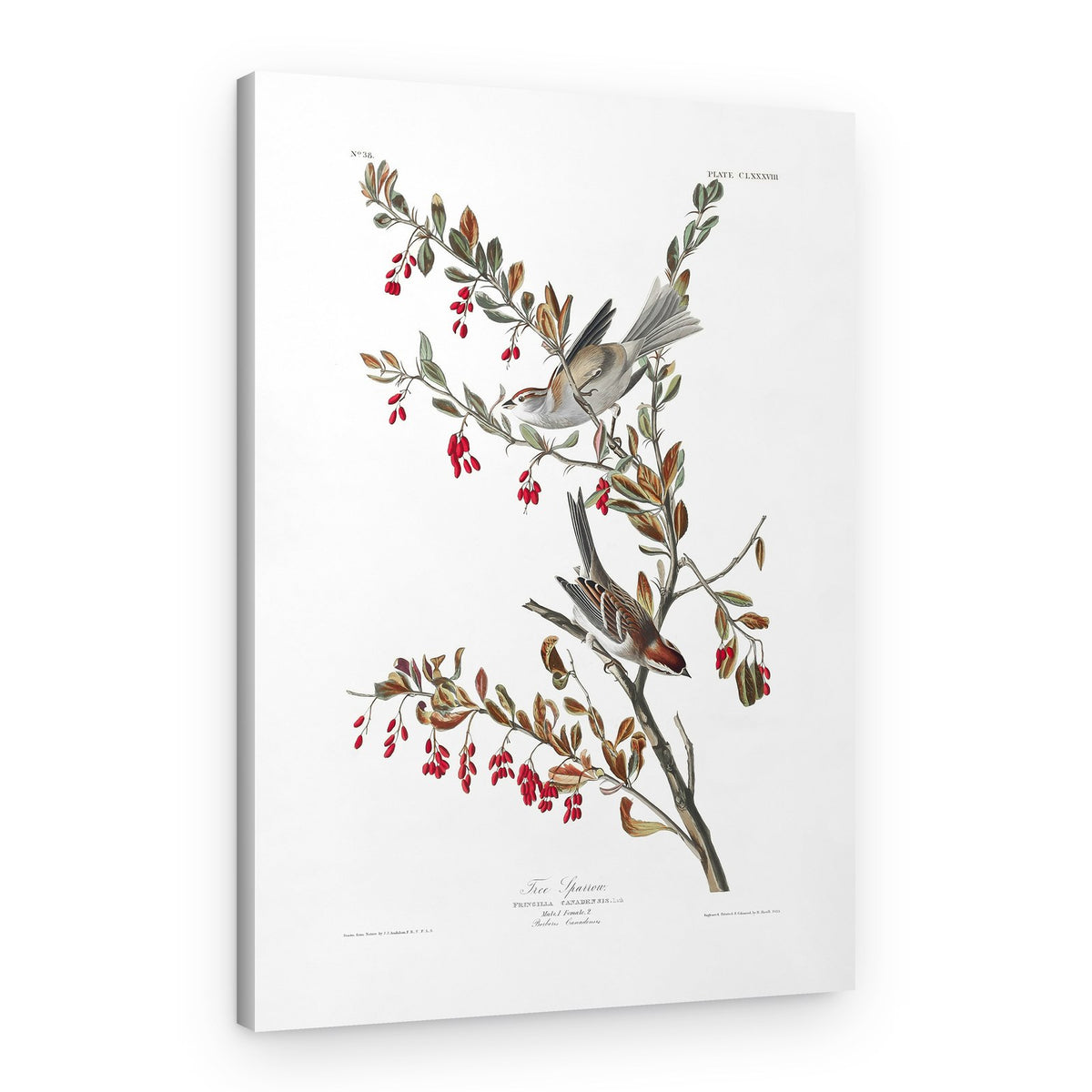 Tree Sparrow From Birds of America (1827) – Canvas Print