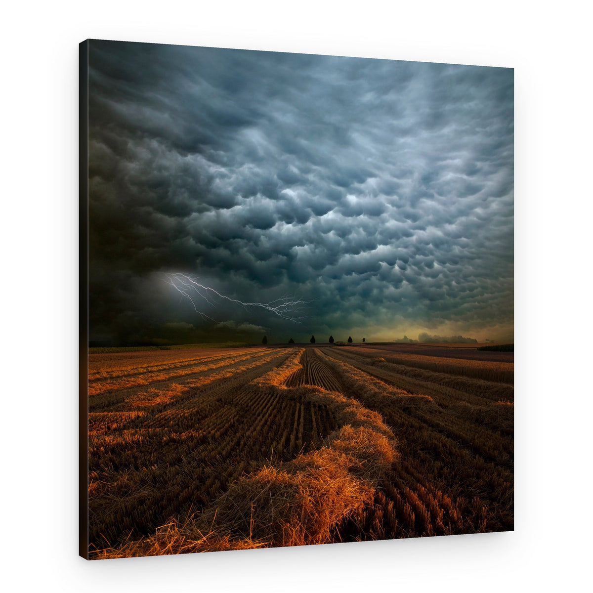 Lightning Strikes Golden Field – Canvas Print