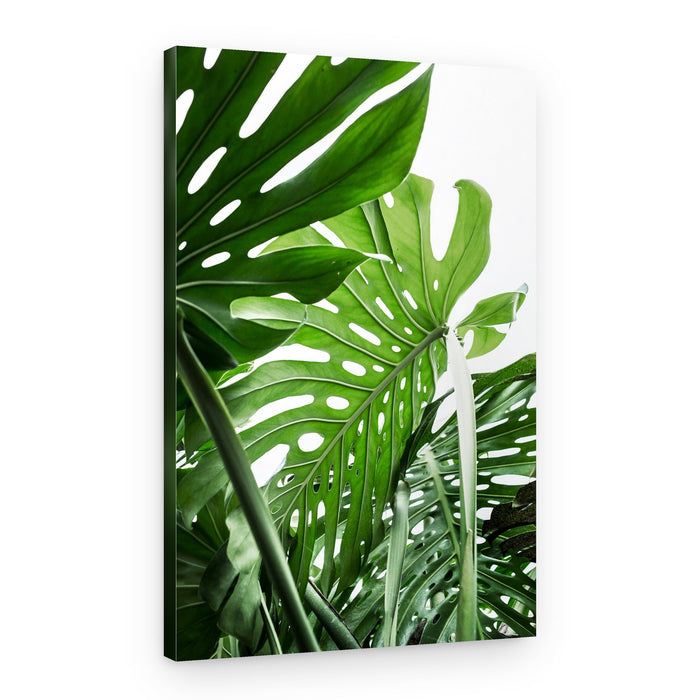 Jungle – Canvas Print