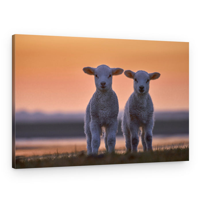 Two Lambs at Sunset – Canvas Print