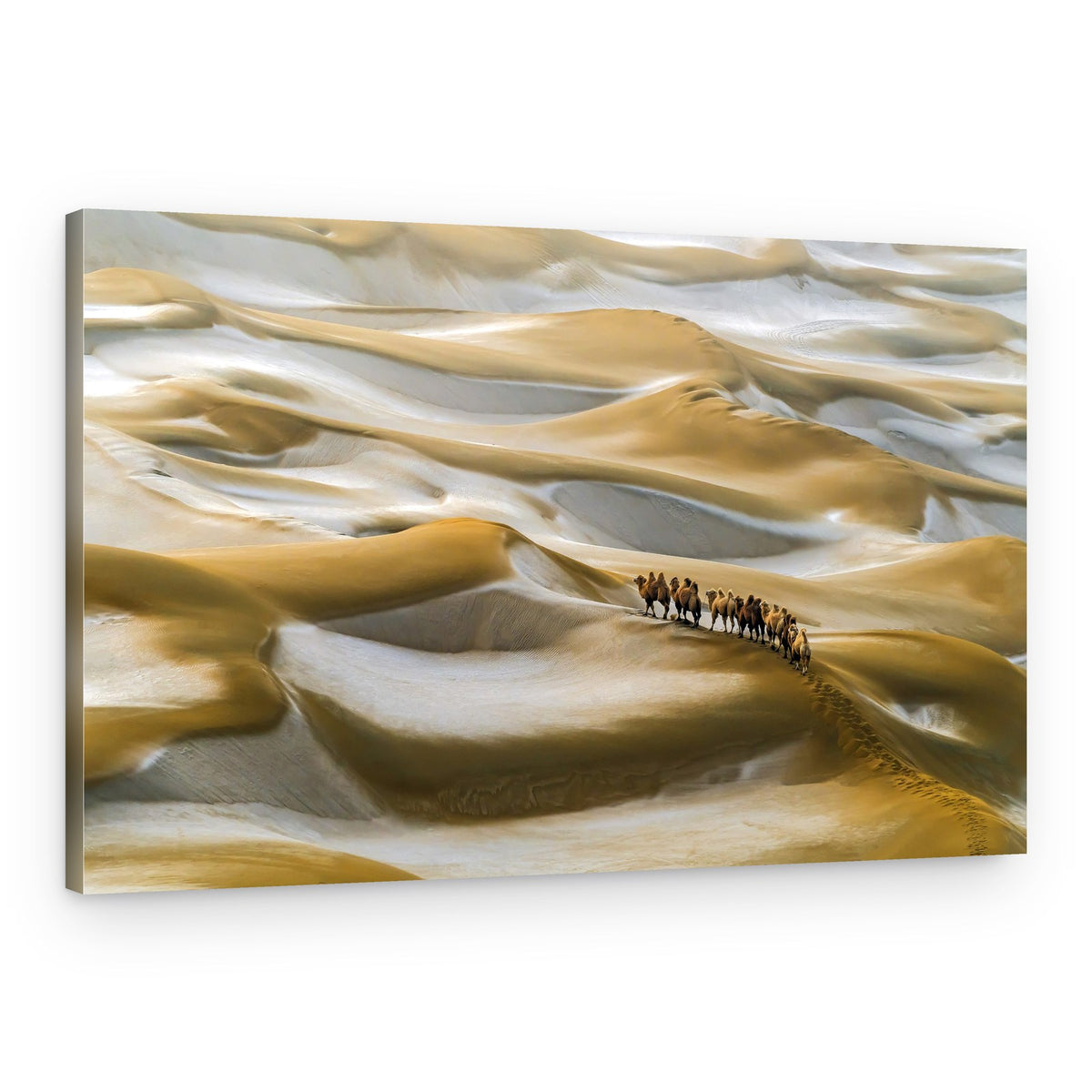 Desert Camel Caravan – Canvas Print