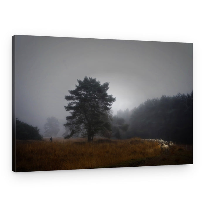 Misty Forest And Sheep – Canvas Print