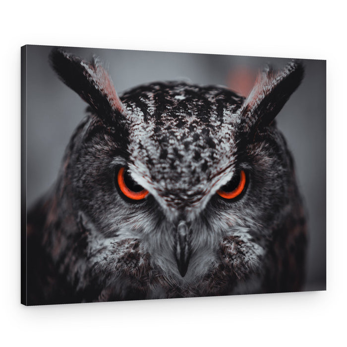 Intense Owl Gaze – Canvas Print