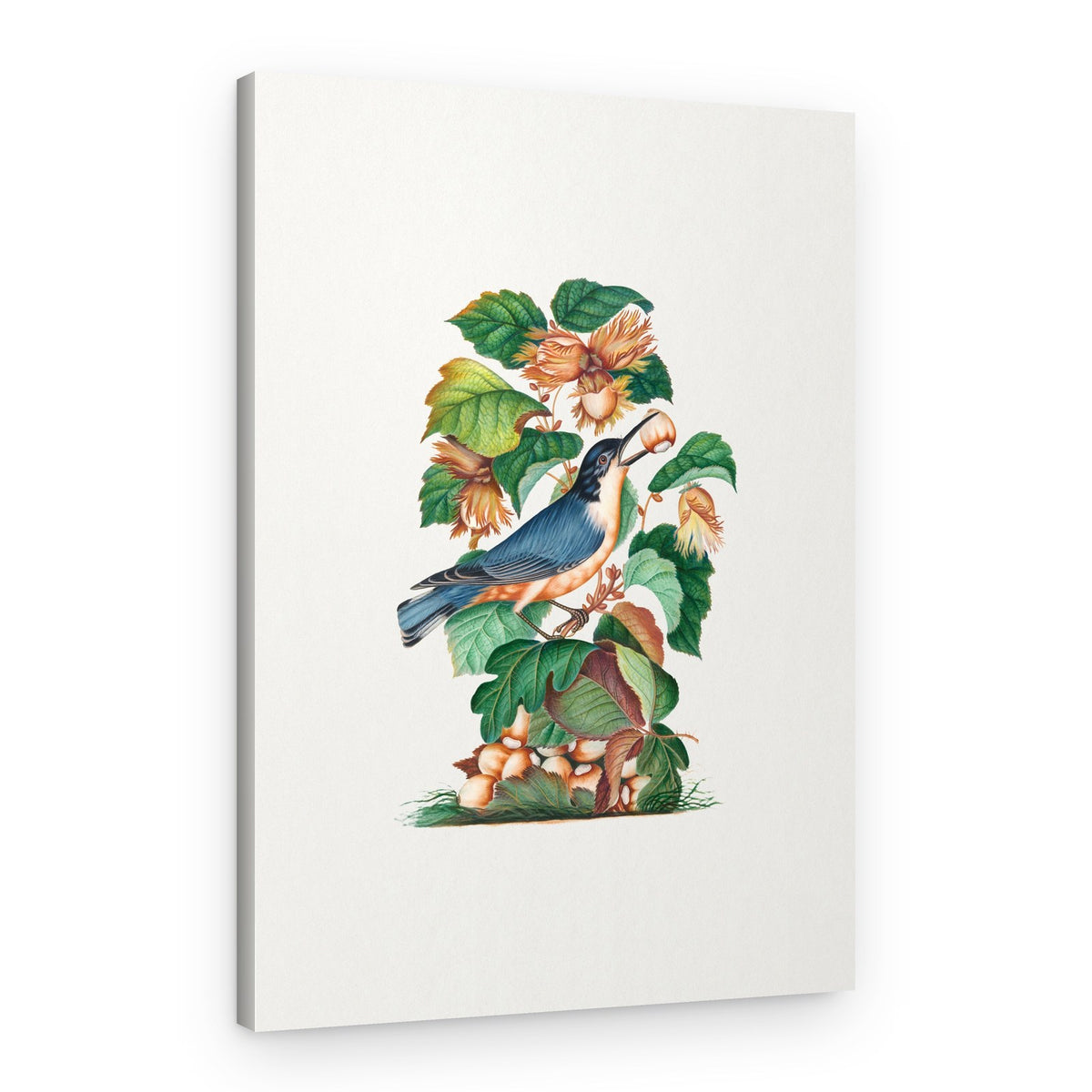 Beautiful Nuthatch – Canvas Print