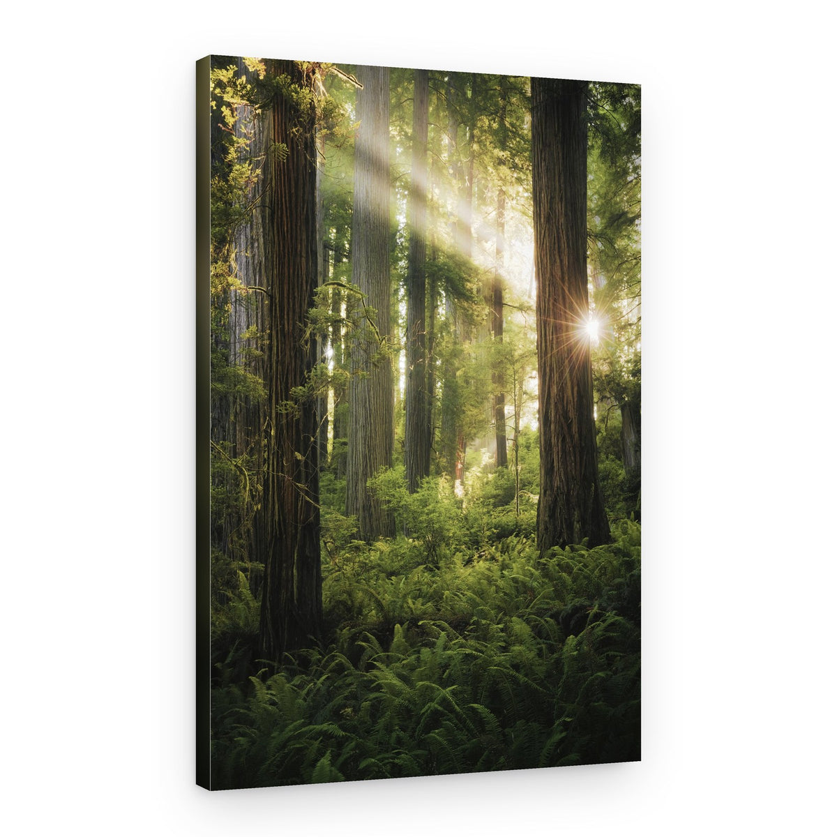 Fairy Forest – Canvas Print