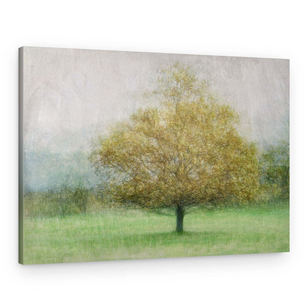 Serene Lone Tree – Canvas Print