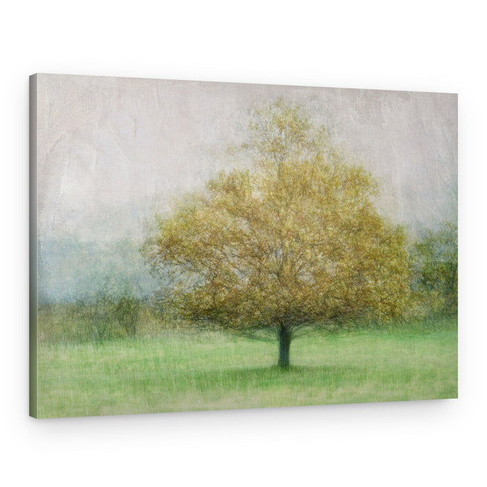 Serene Lone Tree – Canvas Print