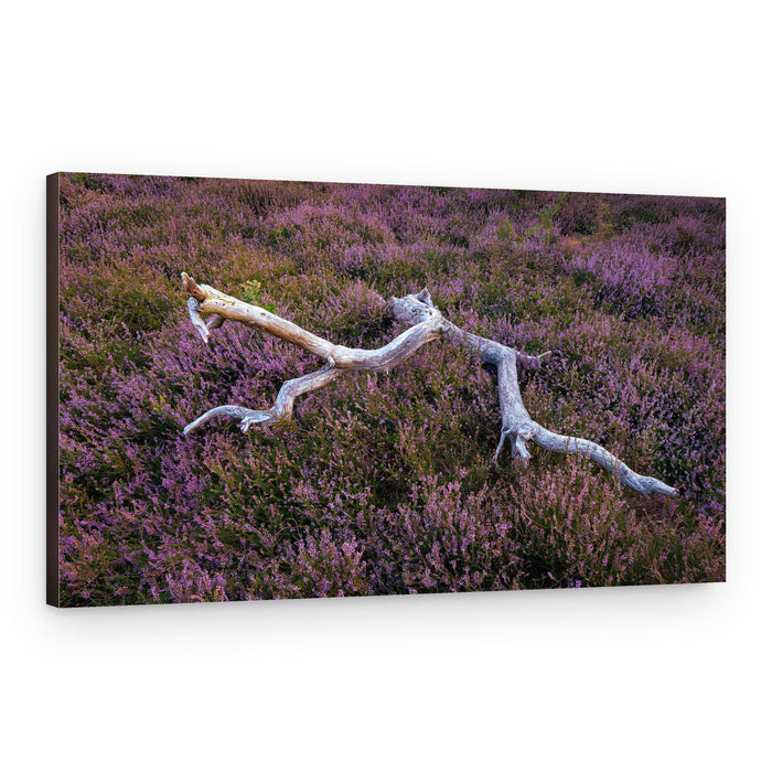Purple Heather Wood – Canvas Print