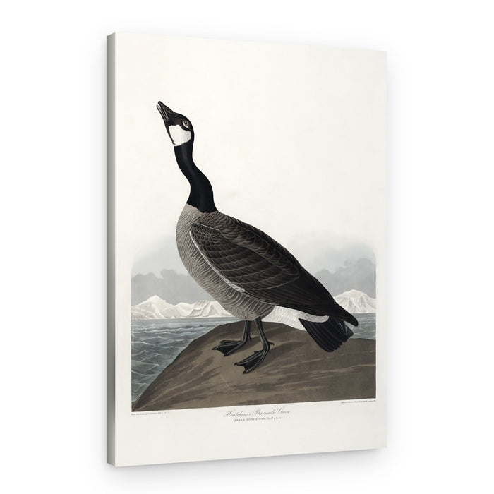 Hutchins's Barnacle Goose From Birds of America (1827) – Canvas Print