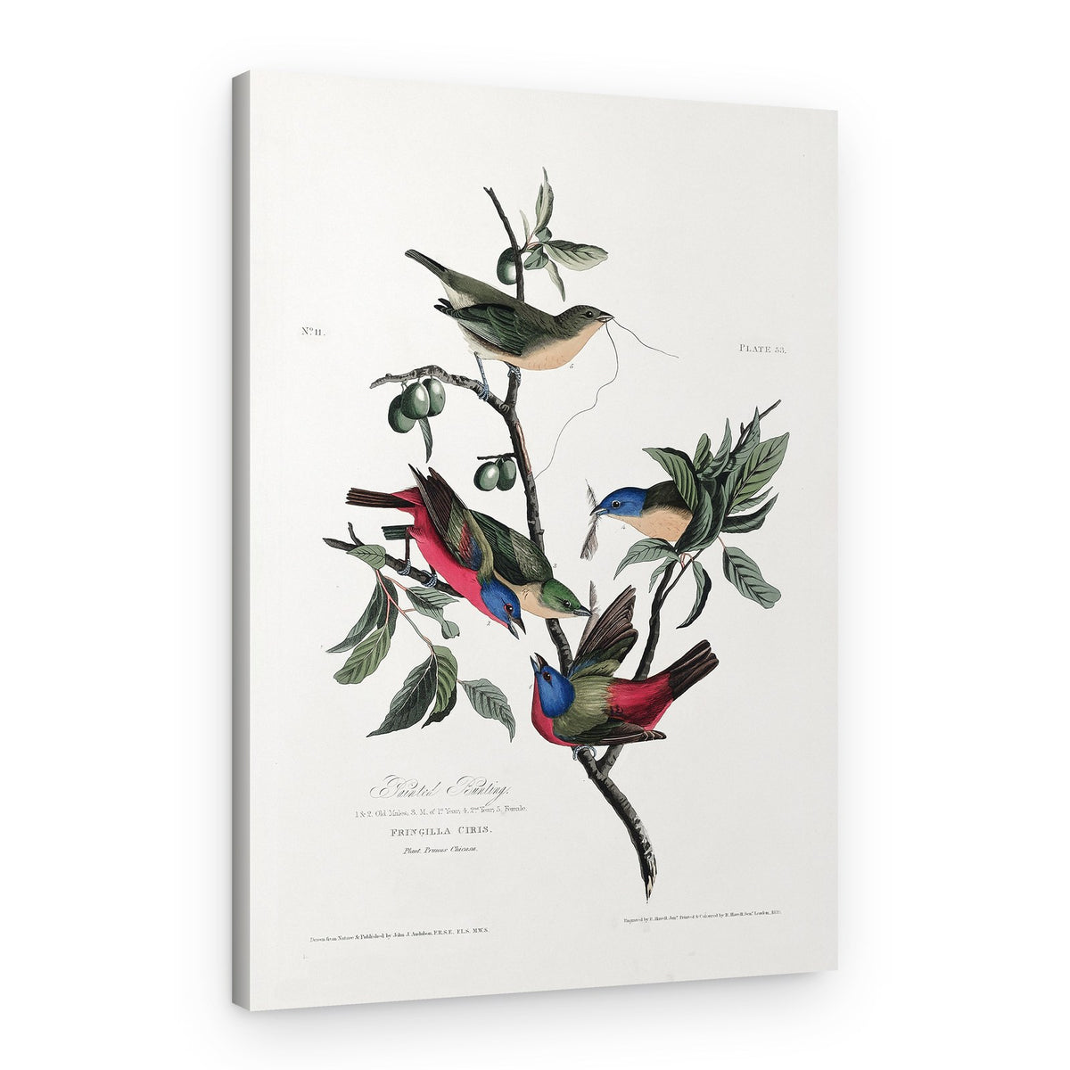 Painted Finch From Birds of America (1827) – Canvas Print