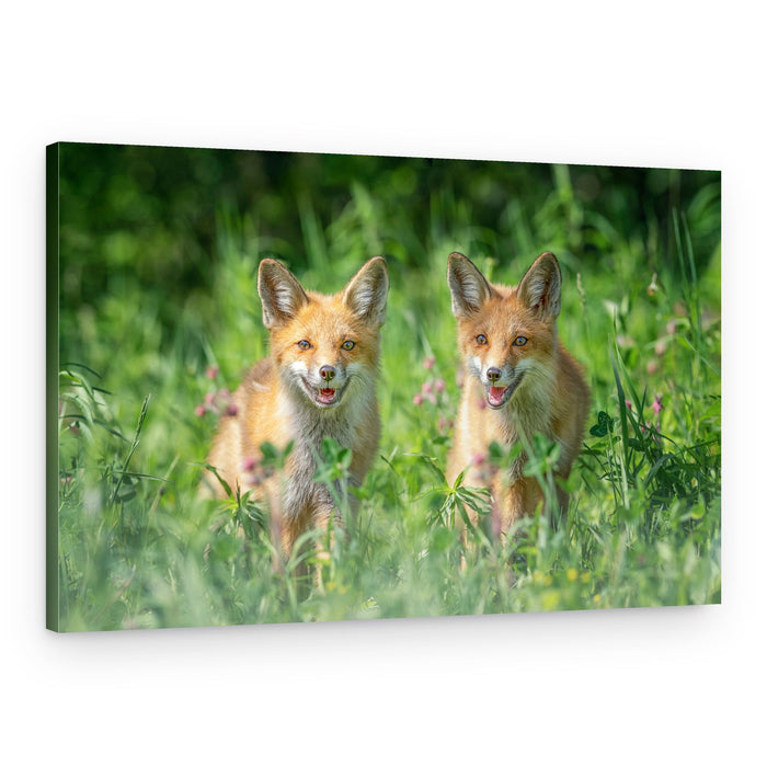 Two Happy Foxes – Canvas Print