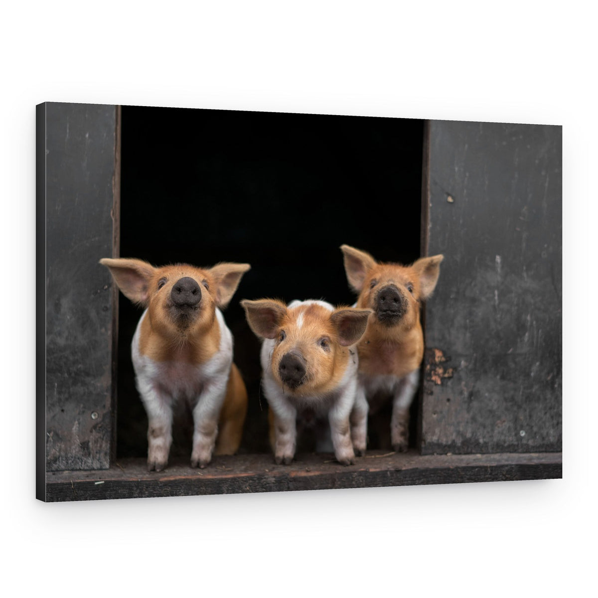 Three Curious Piglets – Canvas Print