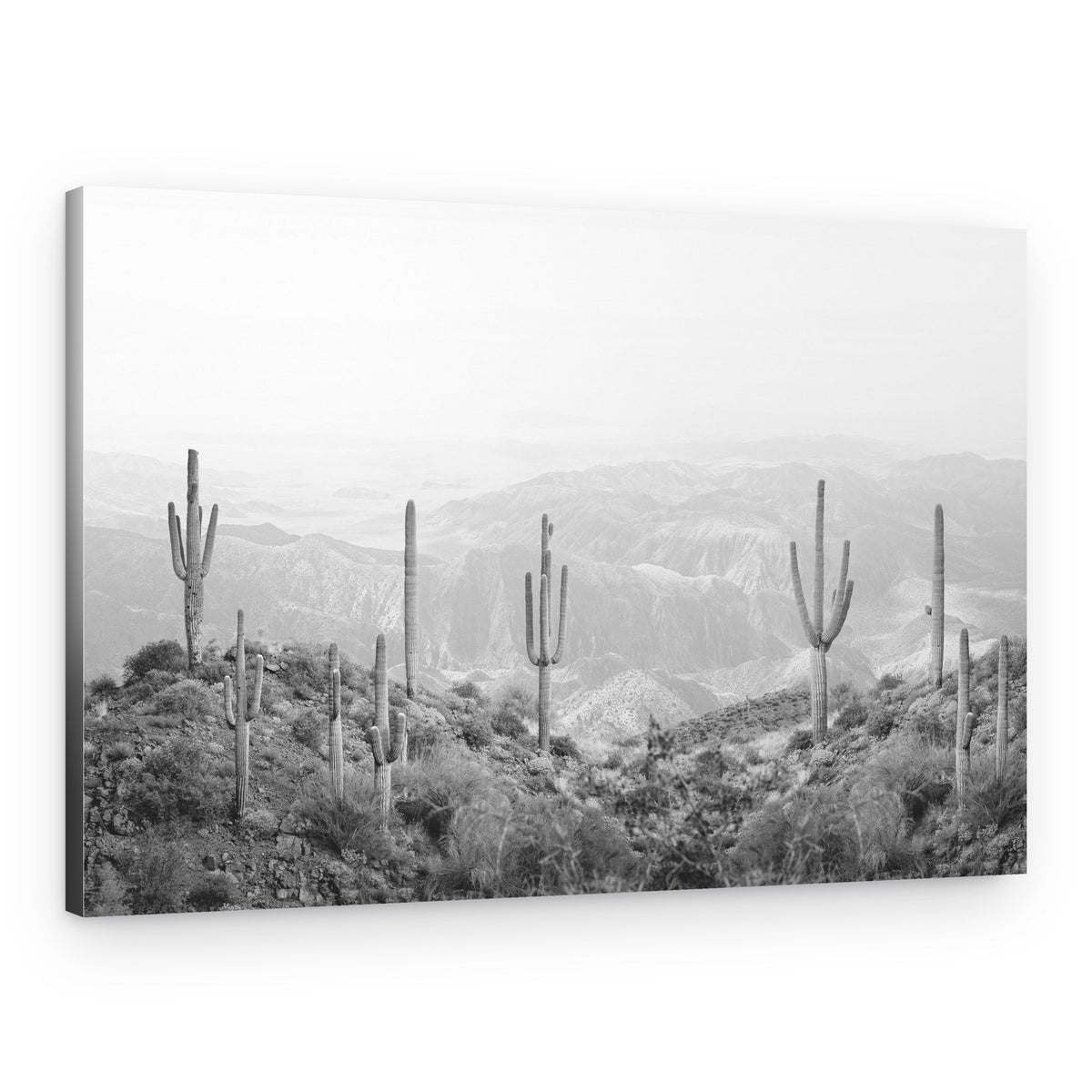 Western Cactus – Canvas Print