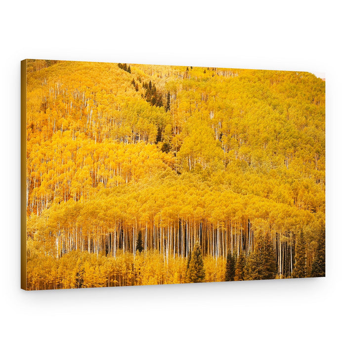 Golden Aspen Forest – Canvas Print