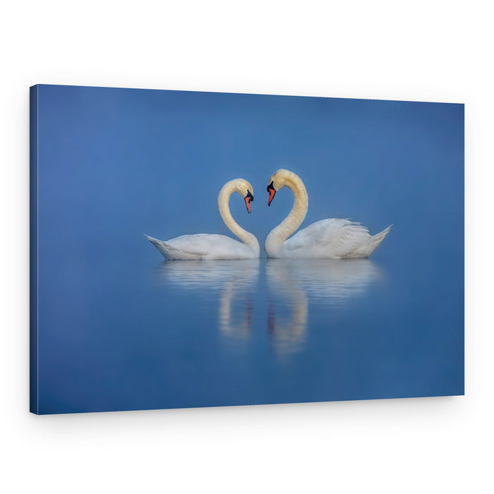 Swans in Love – Canvas Print