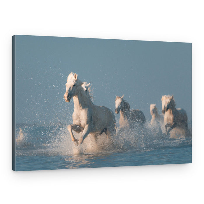 White Horses Running Wild – Canvas Print