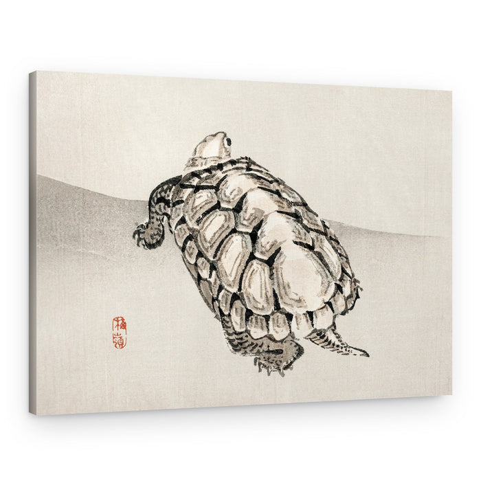 Turtle – Canvas Print