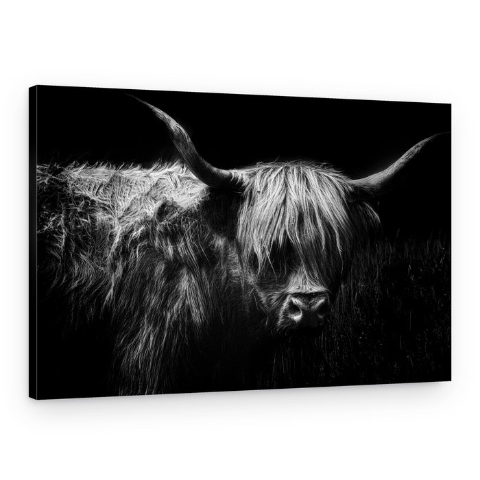 Highland Cow Portrait – Canvas Print