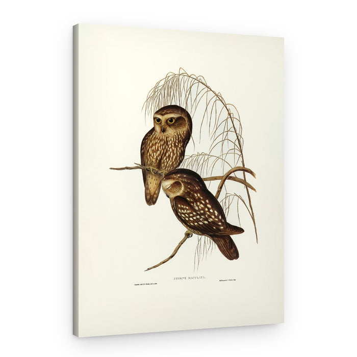 Spotted Owl – Canvas Print