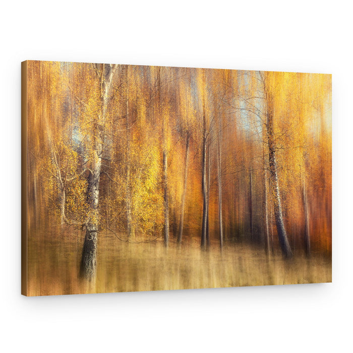 Golden Birch Forest – Canvas Print