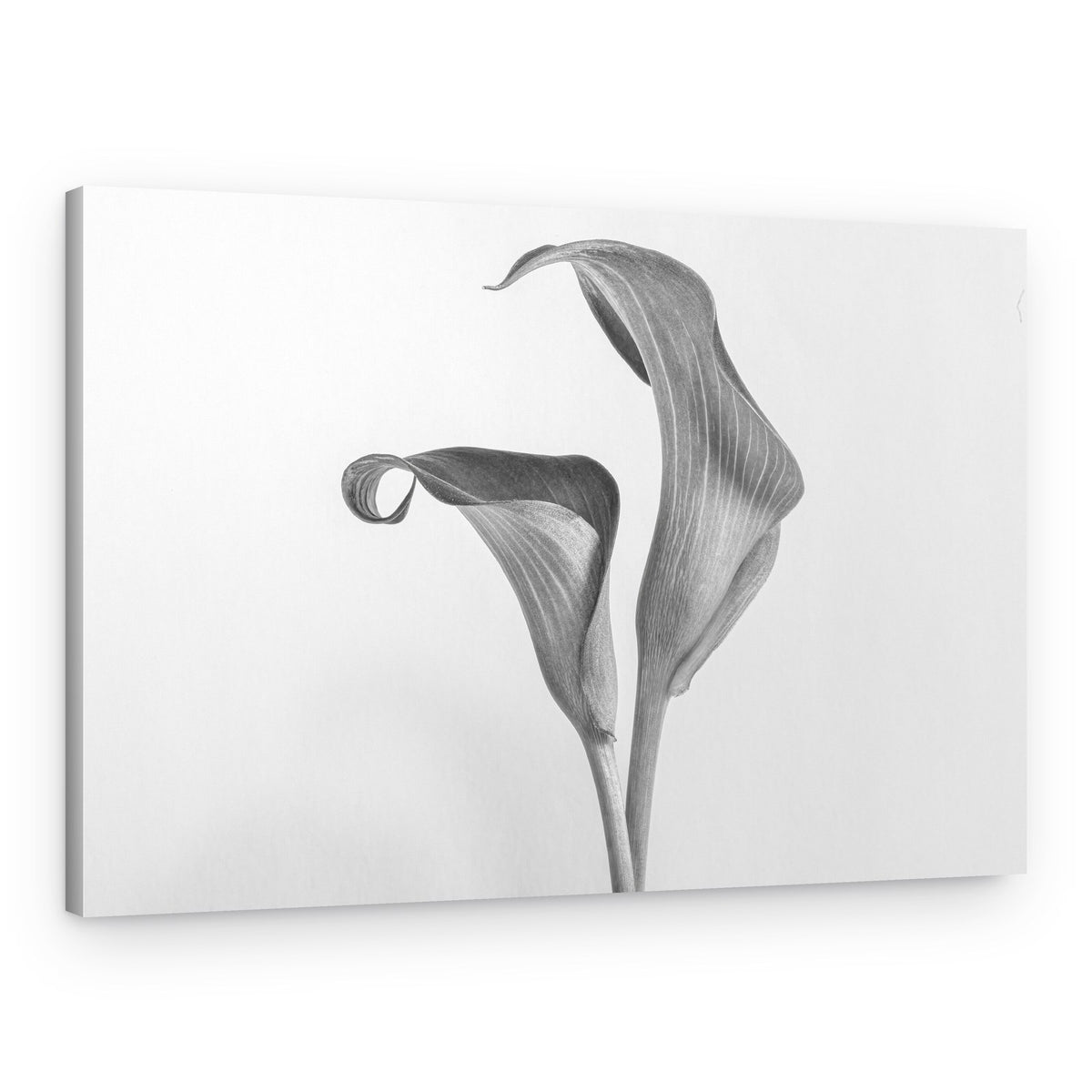 Elegant Calla Lilies – Canvas Print