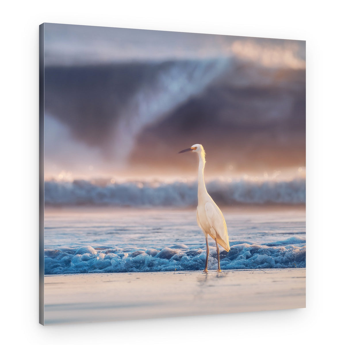 Golden Hour Egret – Canvas Print