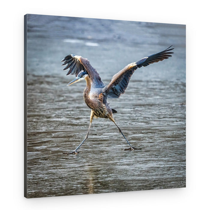 Great Blue Heron Wings – Canvas Print