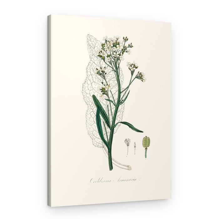 Horseradish (cochlearia Armoracia) Medical Botany – Canvas Print