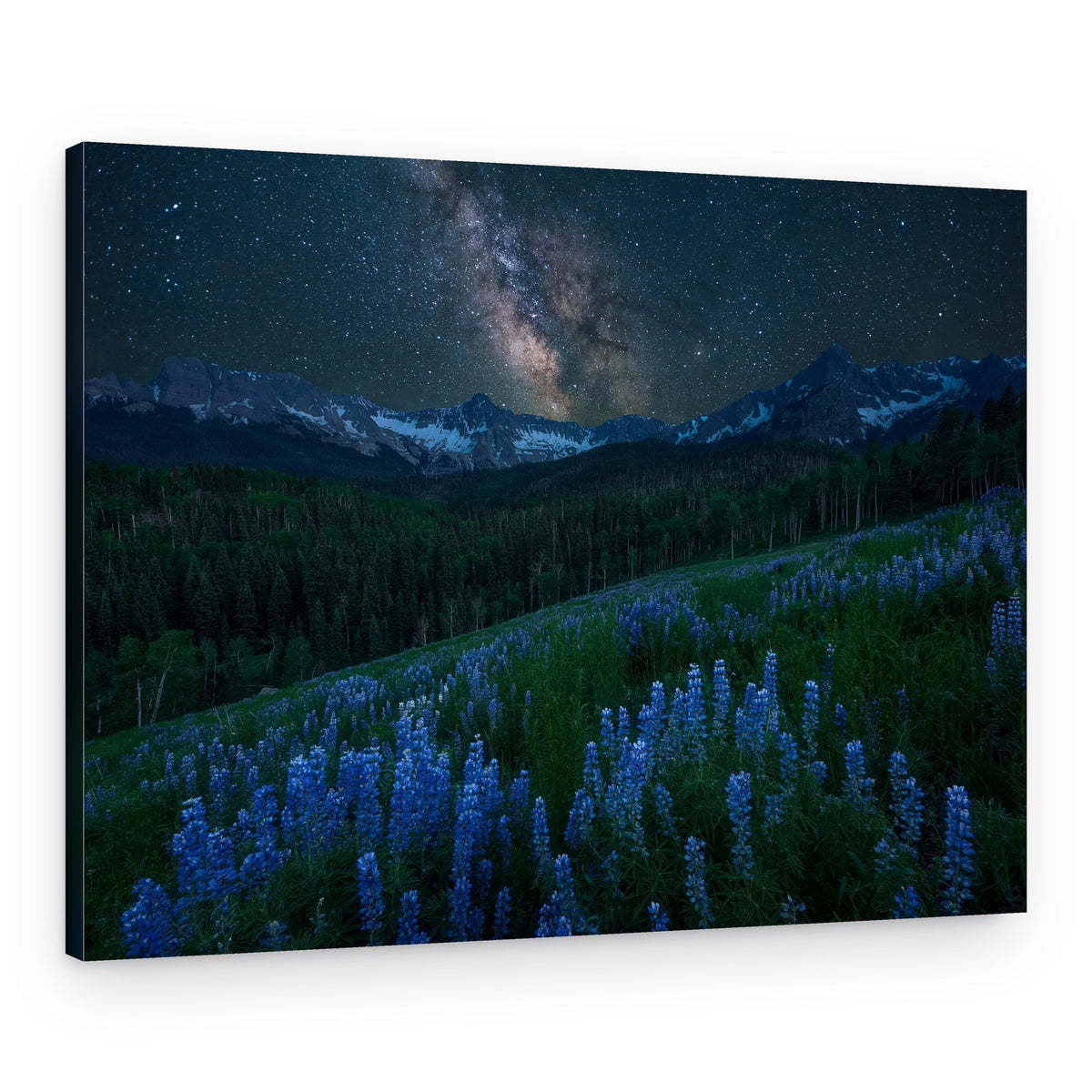 Starry Night Lupine Field – Canvas Print
