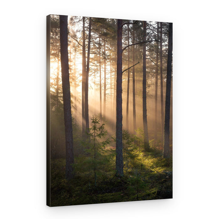 Misty Forest Sunlight – Canvas Print