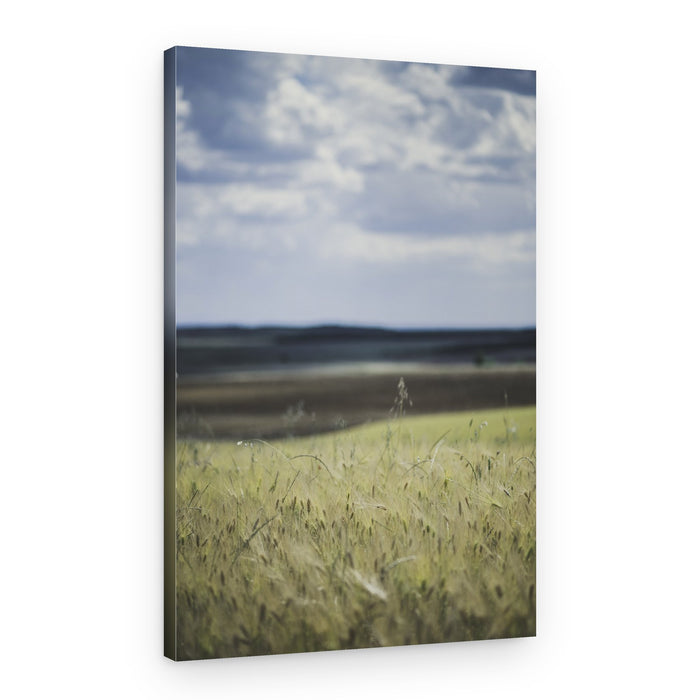 Peaceful Wheat Field – Canvas Print