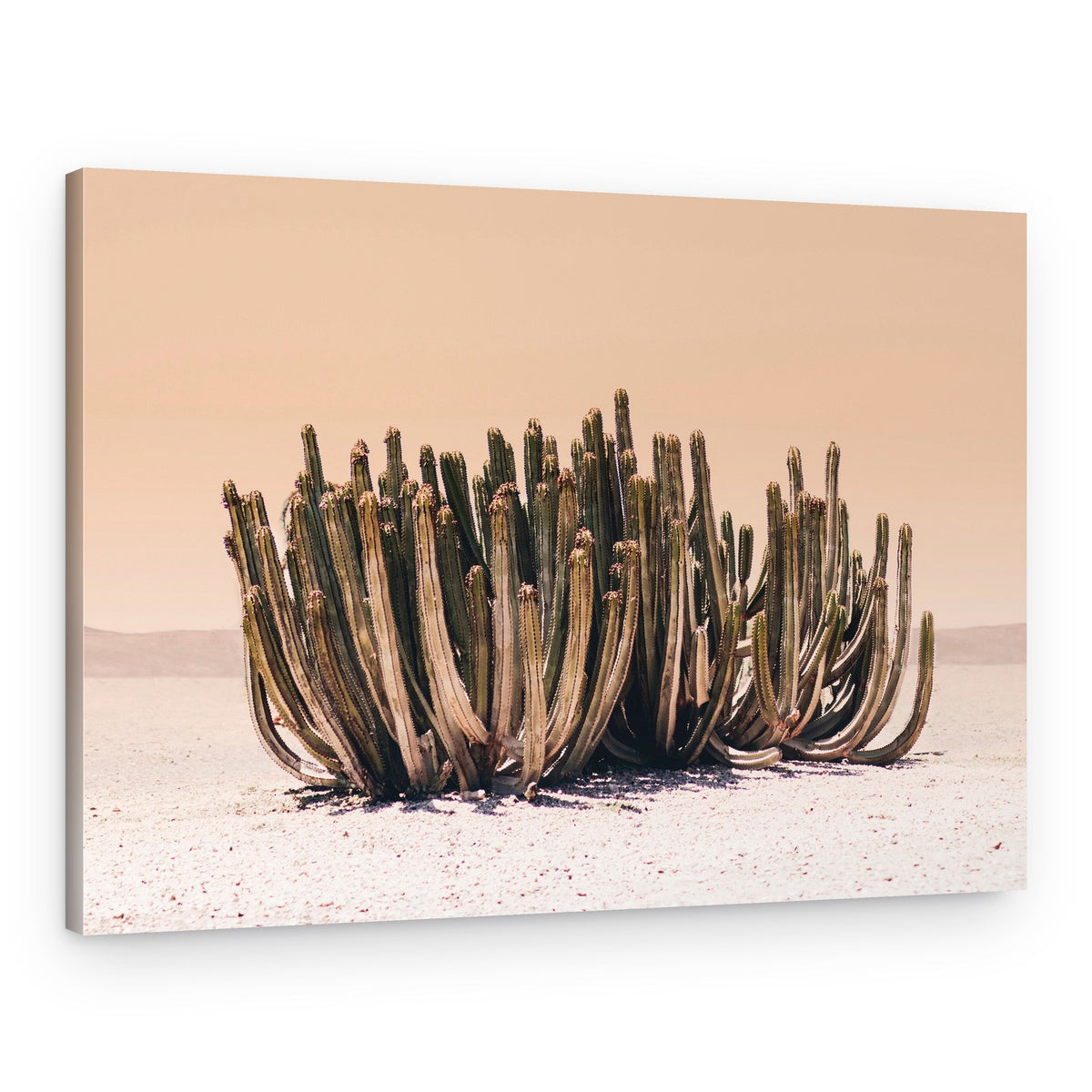 Peach Sky Cactus – Canvas Print