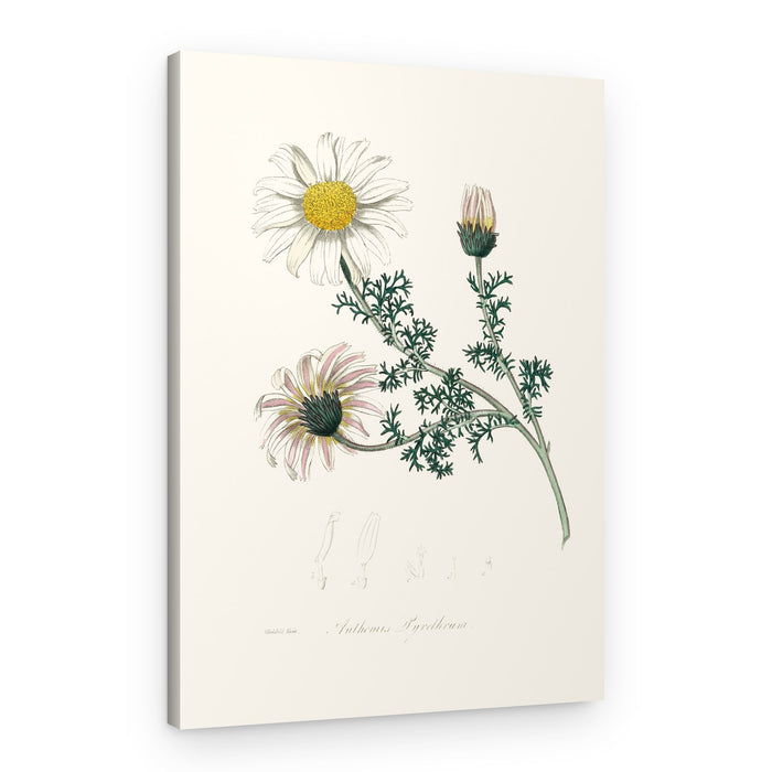 Mount Atlas Daisy (anthemis Pyrethrum) Medical Botany – Canvas Print