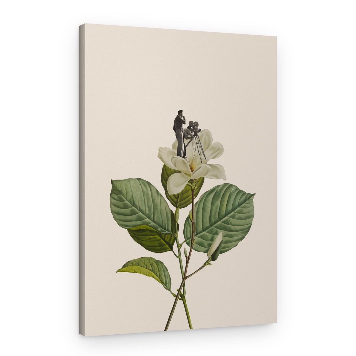 Director on Magnolia – Canvas Print