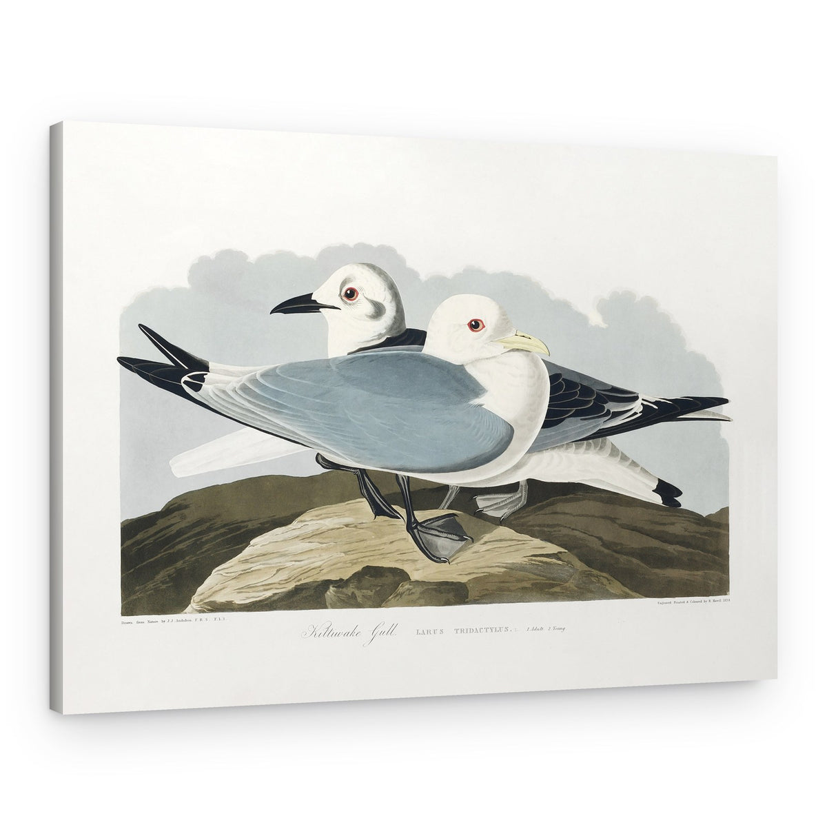 Kittiwake Gull From Birds of America (1827) – Canvas Print