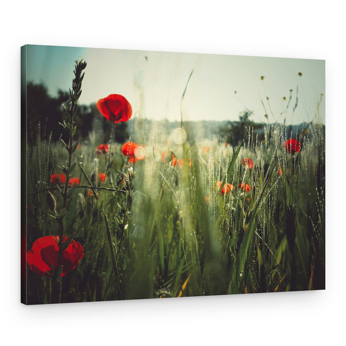 Dewy Poppy Meadow – Canvas Print