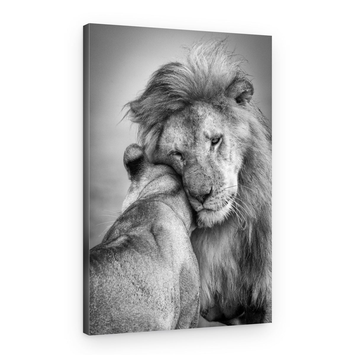 Tender Lion Embrace – Canvas Print