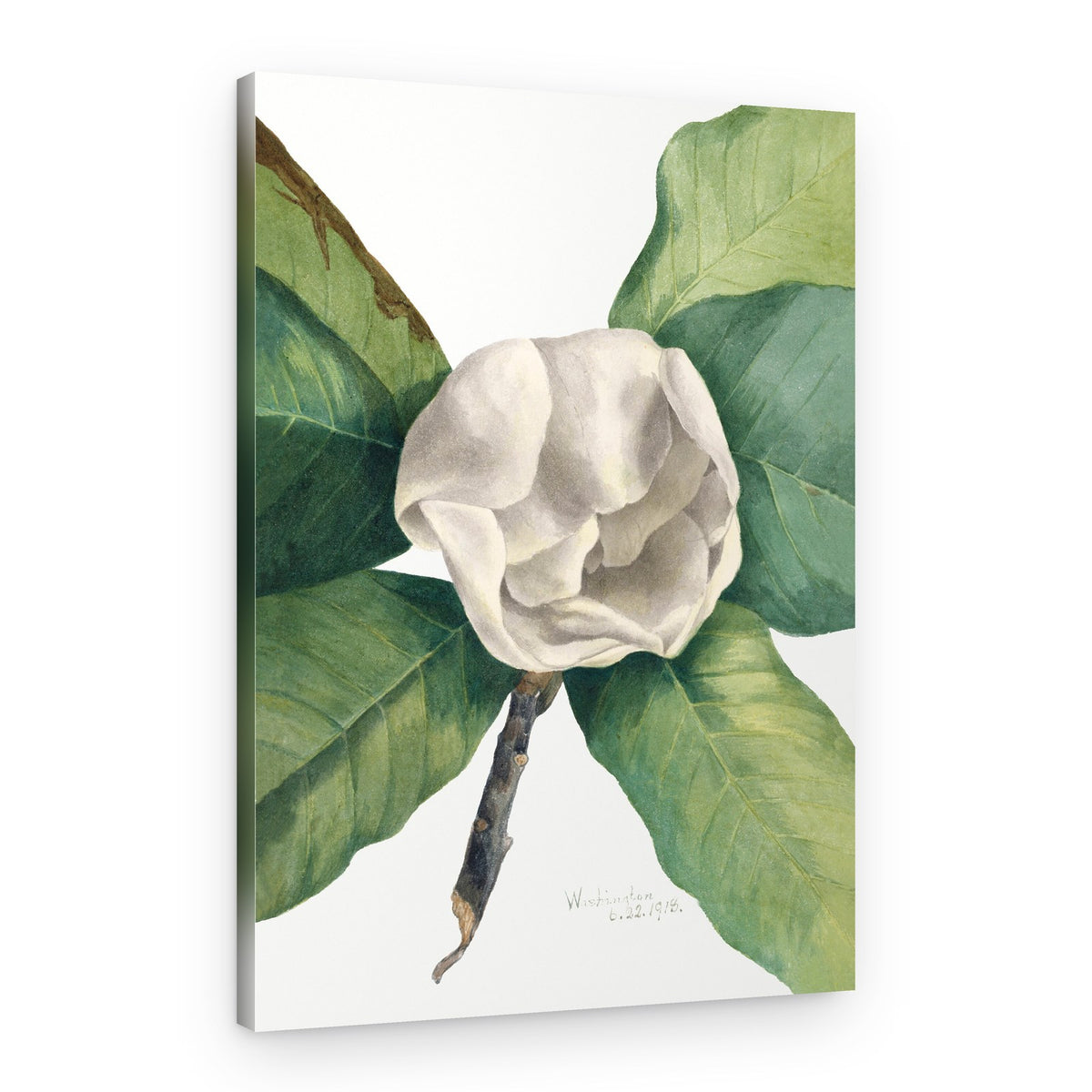 Southern Magnolia (1918) – Canvas Print
